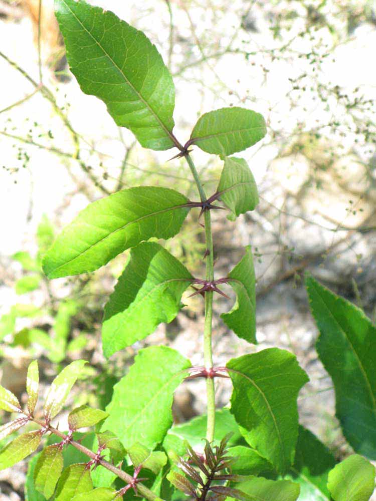              Shade leaves (Winter Haven, FL)       